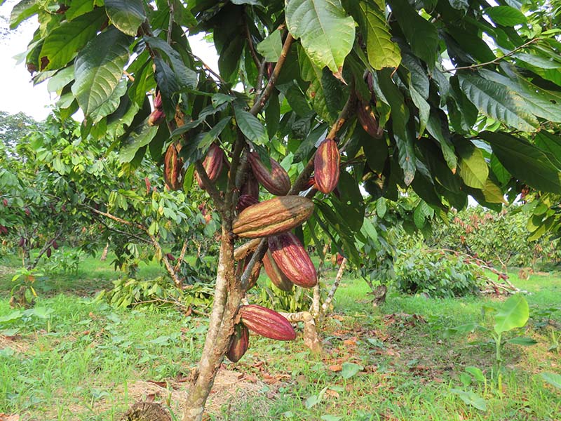 CACAO CRIOLLO (VARIEDAD UF-676)