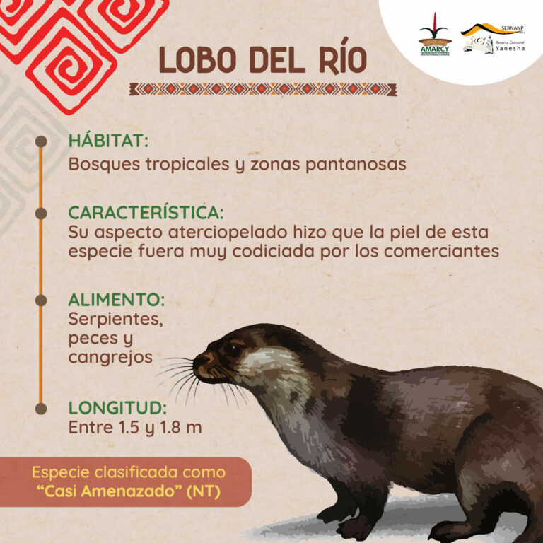 LOBO DEL RÍO