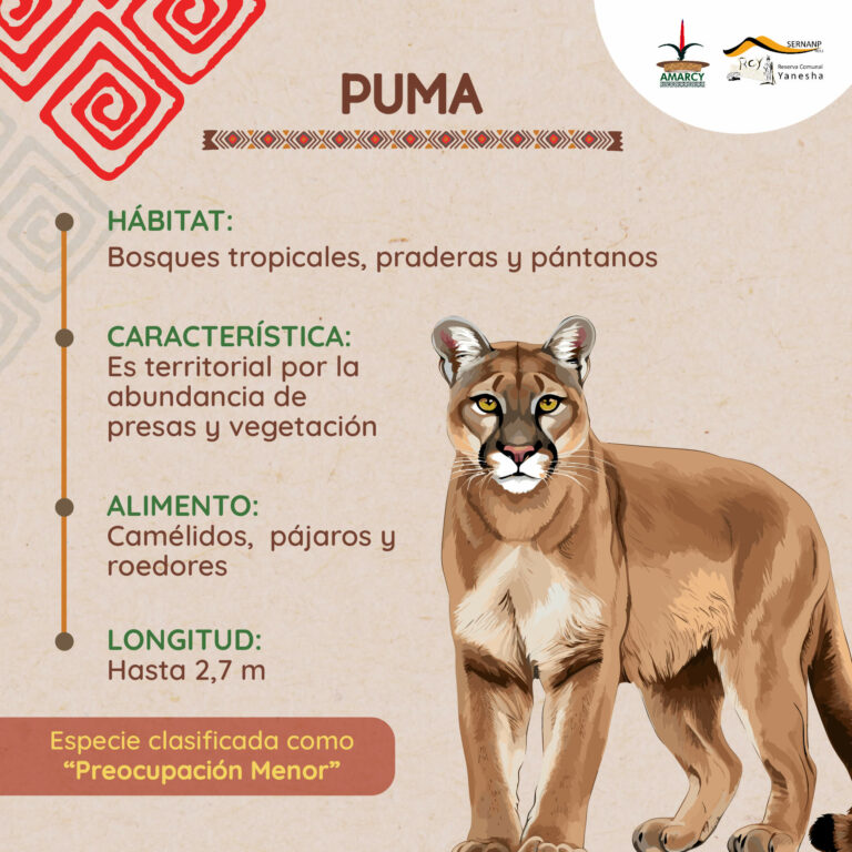 PUMA