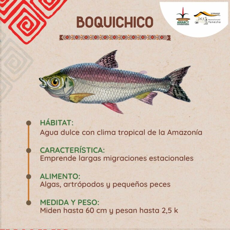 BOQUICHICO