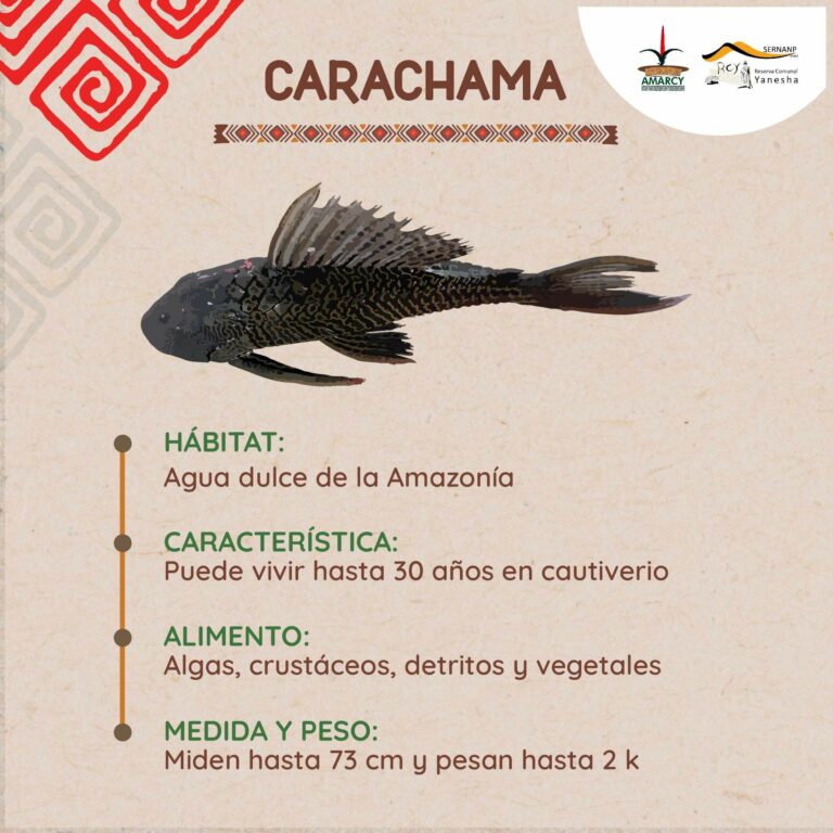 CARACHAMA