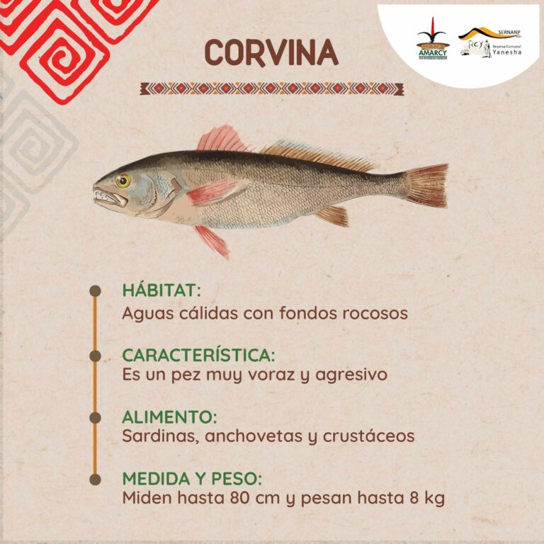 CORVINA