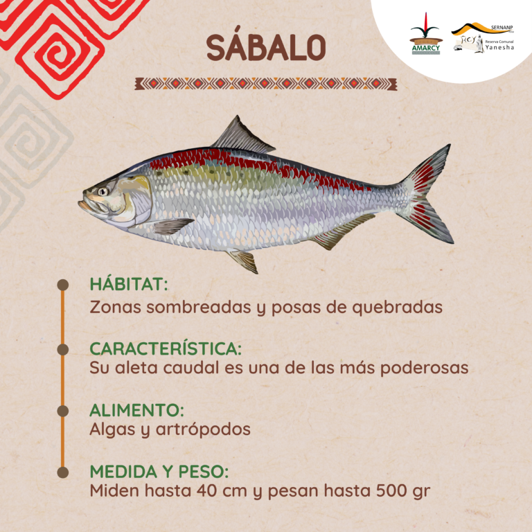 SÁBALO