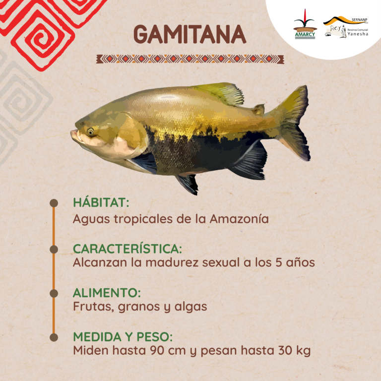 GAMITANA