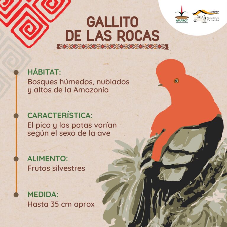 Gallito de las rocas