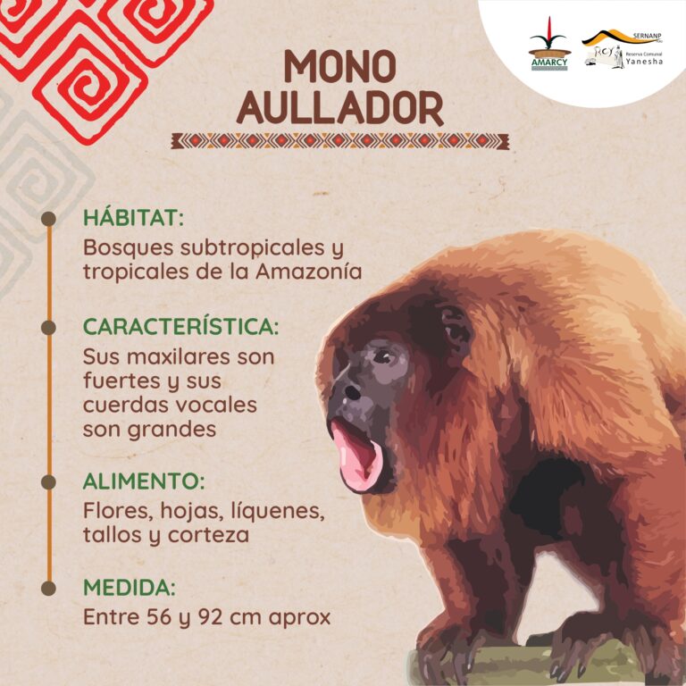 Mono aullador