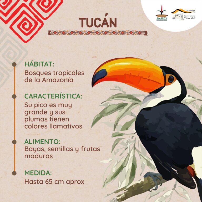 Tucán